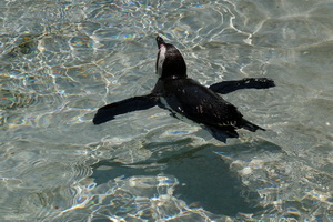 pinguine