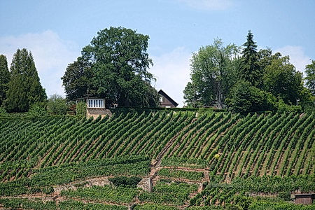 Esslinger Weinberg